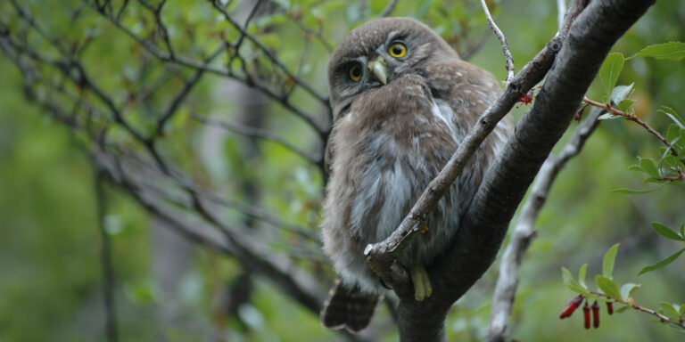 austral pygmy owl glaucidium nanum torres del paine patagonia chile