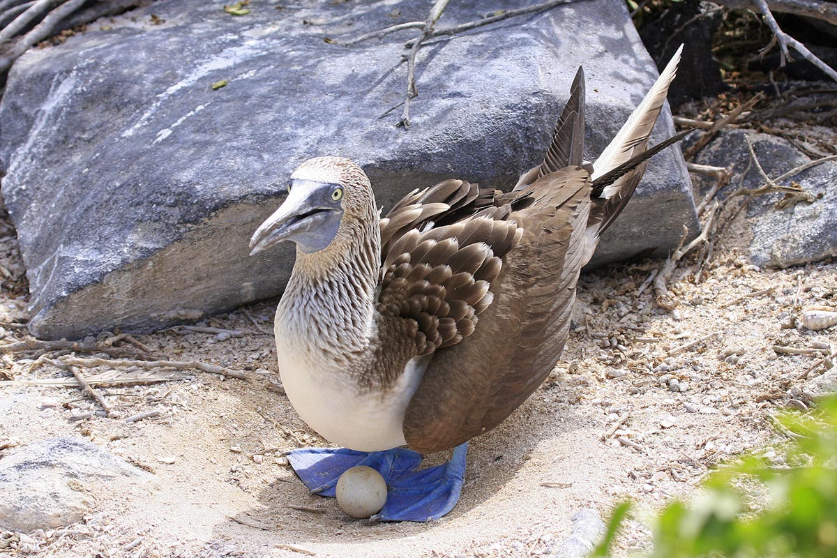 Blue Footed Booby With Egg Galapagos