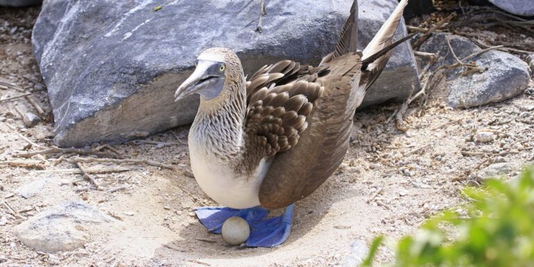 Blue Footed Booby With Egg Galapagos