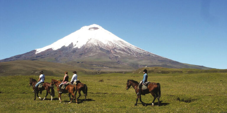 Cotopaxi Horses Ecuador