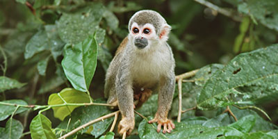 Liana Lodge Squirrel Monkey Ecuador