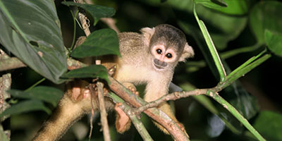 south america wildlife holidays