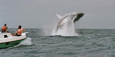 Whale Jumping Puerto Lopez Ecuador