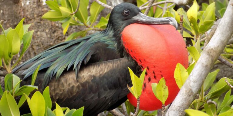 Frigate Bird Genovesa Galapagos