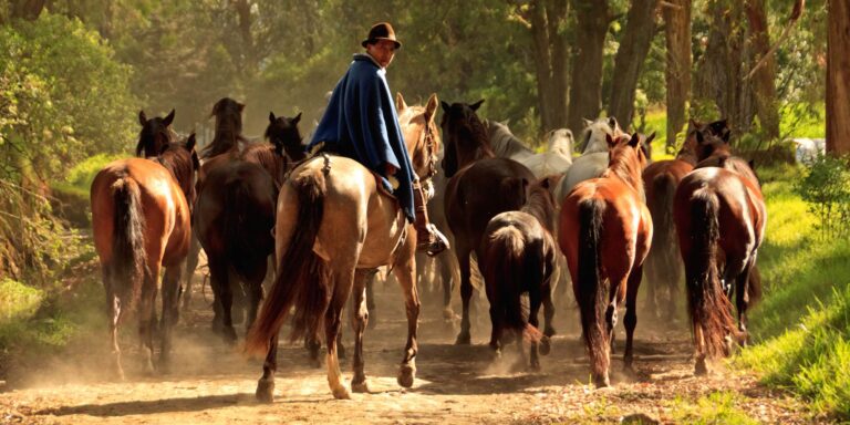 Hacienda Zuleta Horses Ecuador