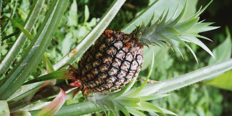 Liana Lodge Pineapple Plantation Ecuador