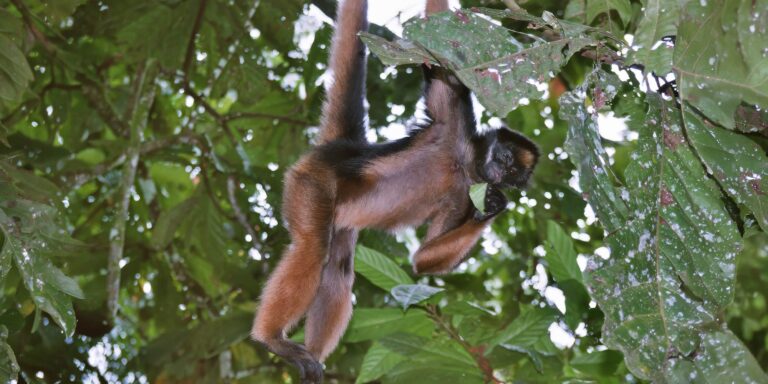 Liana Lodge Spider Monkey Ecuador