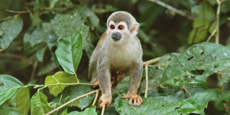 Liana Lodge Squirrel Monkey Ecuador