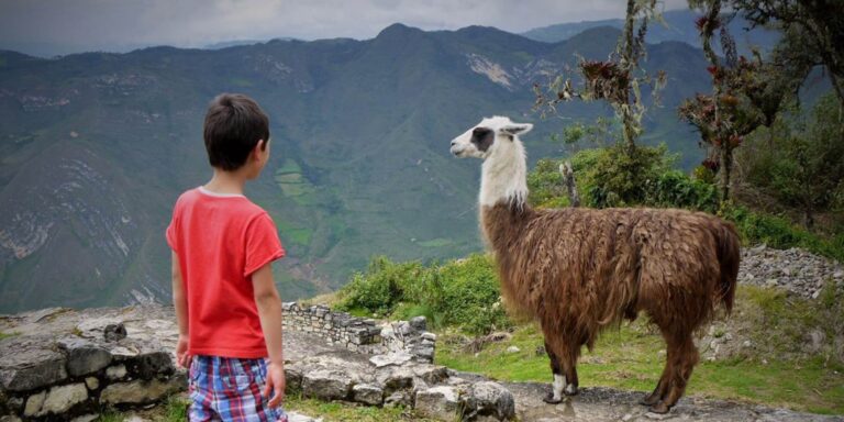 Llama family holiday Kuelap Peru