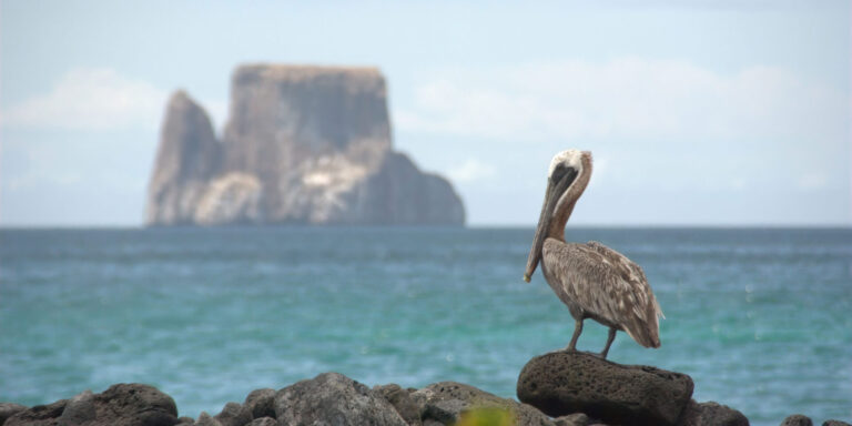 Pelican And Kicker Rock Galapagos