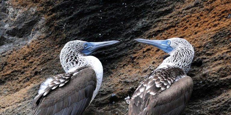 Safari Camp Blue Footed Boobies Galapagos