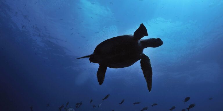 Safari Camp Swimming Turtle Galapagos