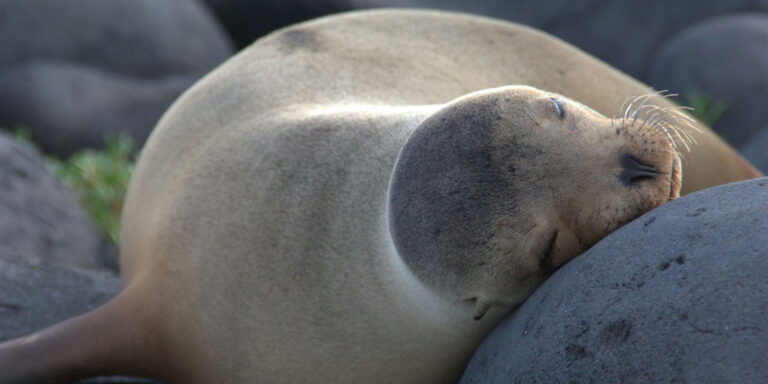 Sea Lion Siesta In Galapagos