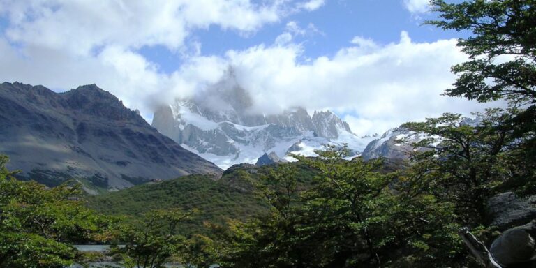 beech forest Fitzroy Patagonia Argentina