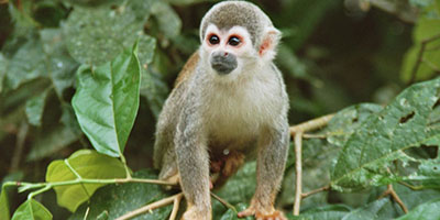 Cloud Forest Amazon Tours