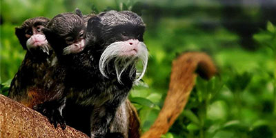 Peru Amazon Rainforest Holiday