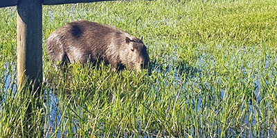 Capibara Ibera Argentina