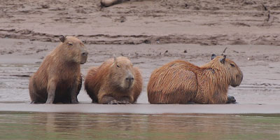 Capybara on riverbank Tambopata Amazon Peru