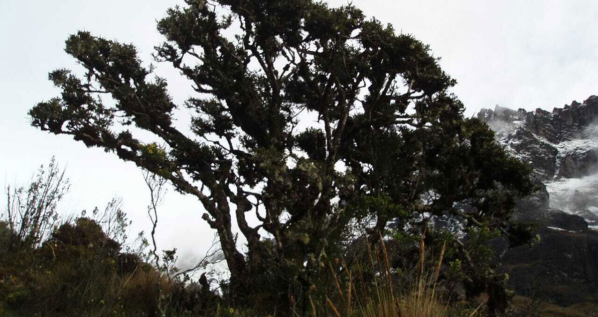 El Altar tree Ecuador