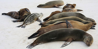 Galapagos Family Tour Cruises