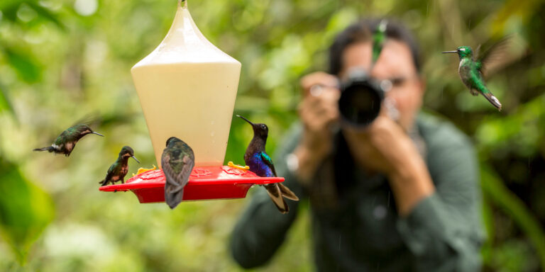Hummingbirds And Feeder Mashpi Lodge Ecuador
