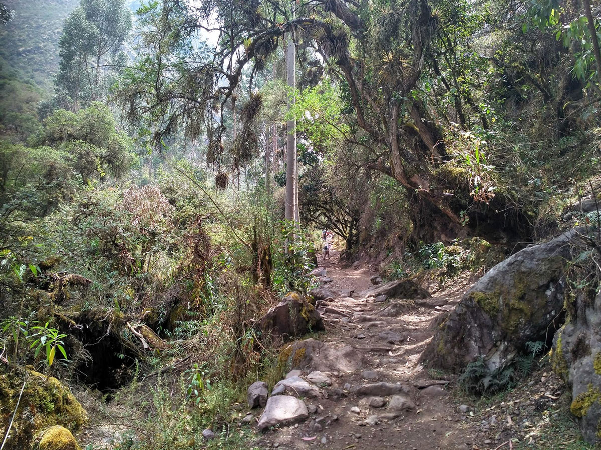 Polylepis Path Lares Peru