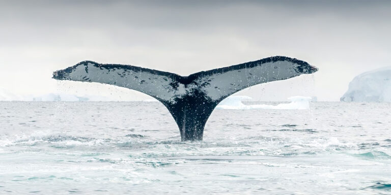 Whale Fluke Polar Latitudes Antarctica