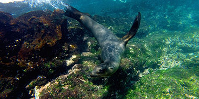 Galapagos Wildlife Holiday Tours