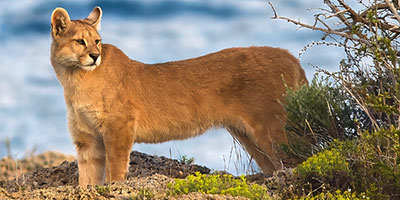 Chile Wildlife Holidays