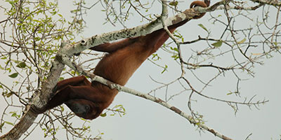 Ecuador Wildlife Tours