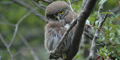 Patagonia Wildlife Tours