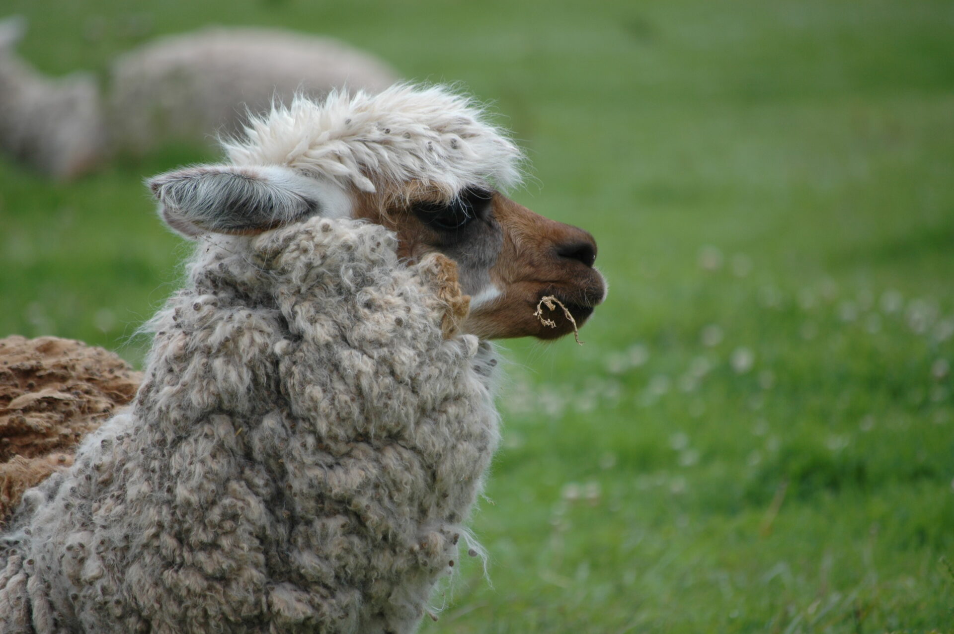 Alpaca At Sacsayhuaman Cusco Peru