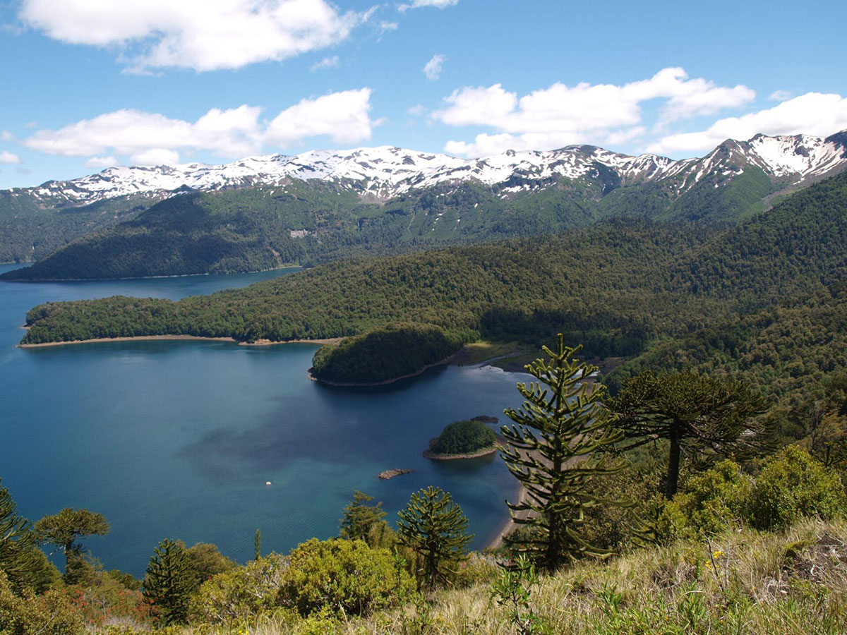 Araucaria Forest Lake Conguillio Chile