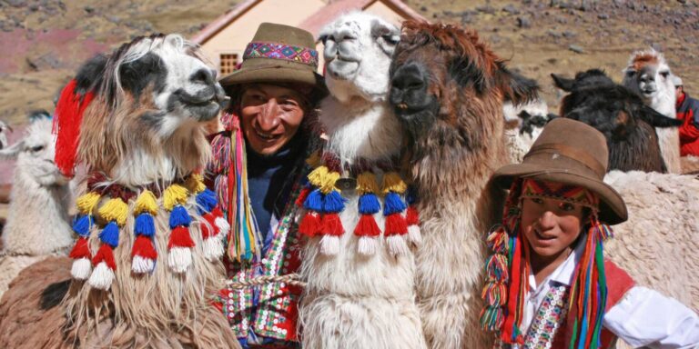 Ausangate Llamas Peru