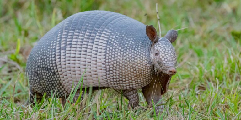 Banded Armadillo Brazil Pantanal