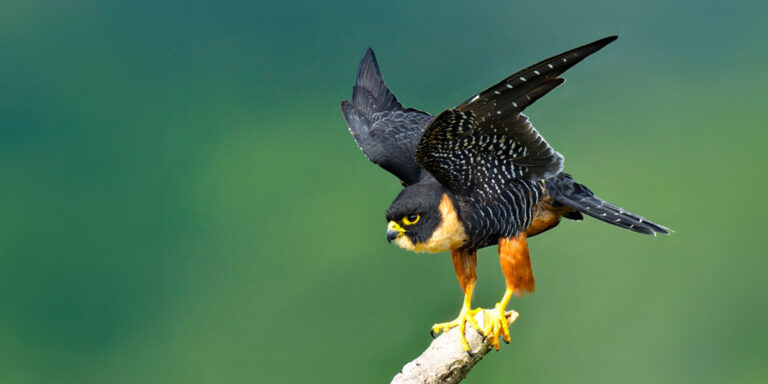Bat Falcon Amazon Photo Workshop Peru