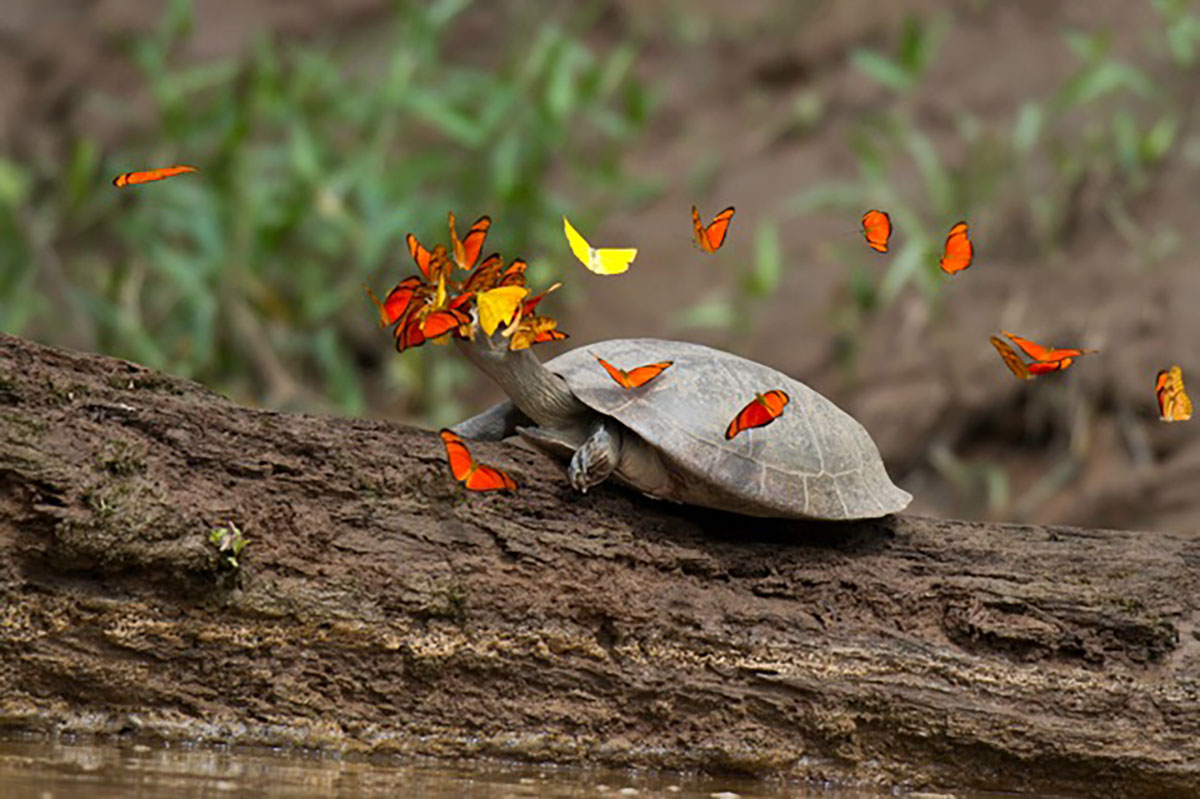 Butterflies And Turtle Amazon Photo Workshop Peru