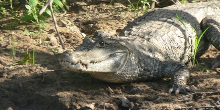 Caiman Guyana