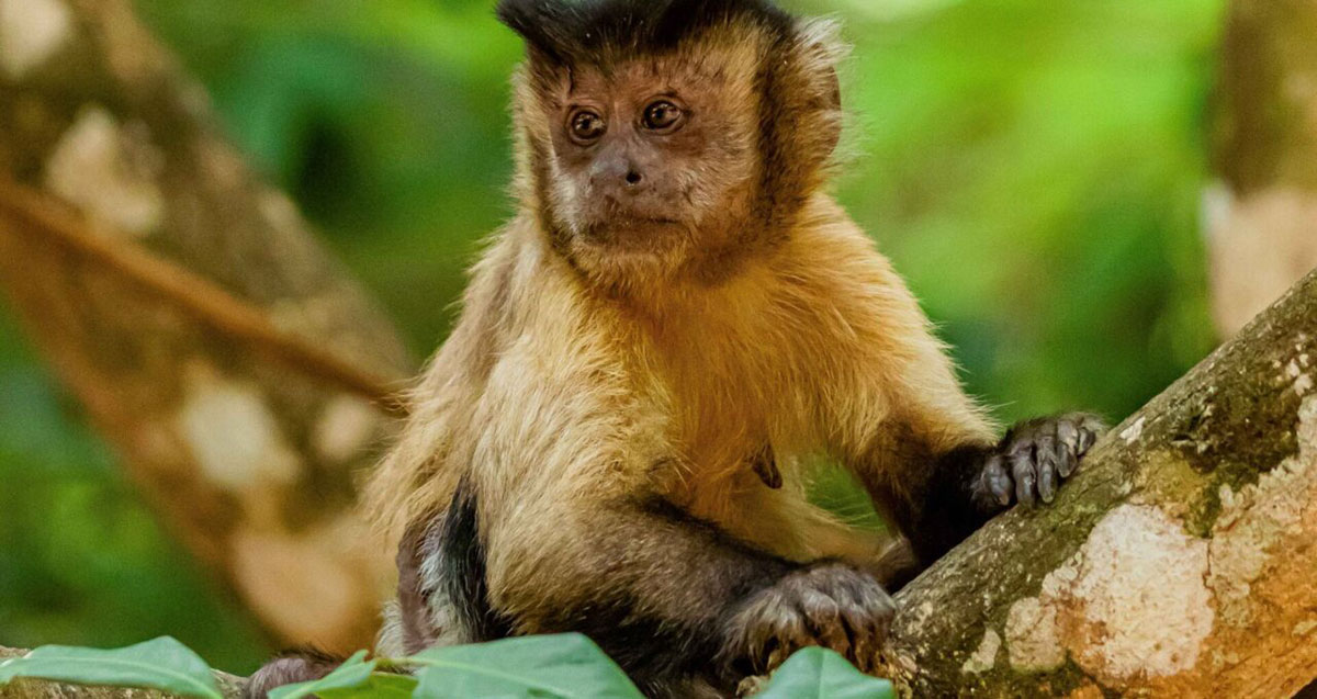 Capuccin Monkey Brazil Pantanal