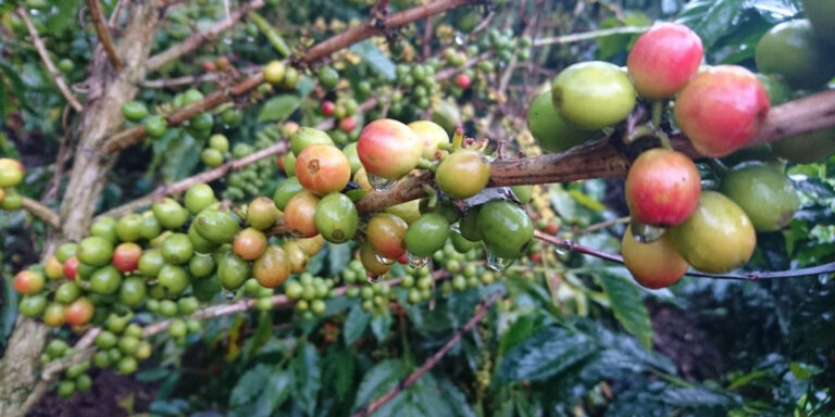Coffee Beans Colombia