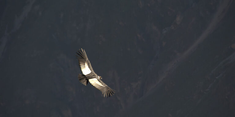 Cruz Del Condor Peru