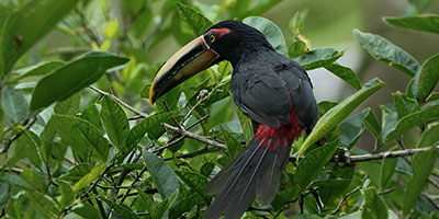 Ecuador Toucan