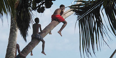 Kids Playing On A Palm Tree Manzanillo Beach Providencia Colombia