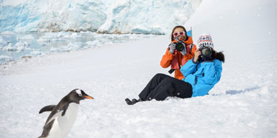 Penguin Gentoo Polar Latitudes Antarctica