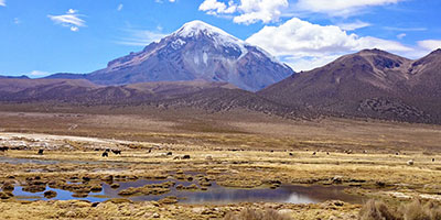 sajama llamas bolivia