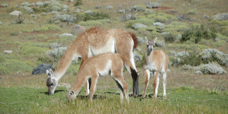 Grazing Guanacos Torres Del Paine Patagonia Chile