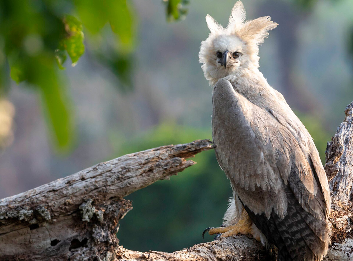 Harpy Eagle Brazil Pantanal