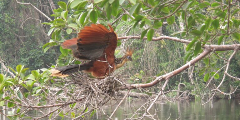 Hoatzin Chalalan Bolivia