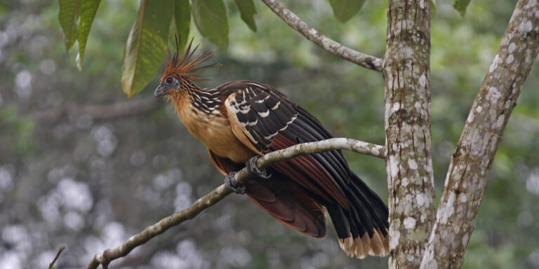 Hoatzin Tree Ecuador