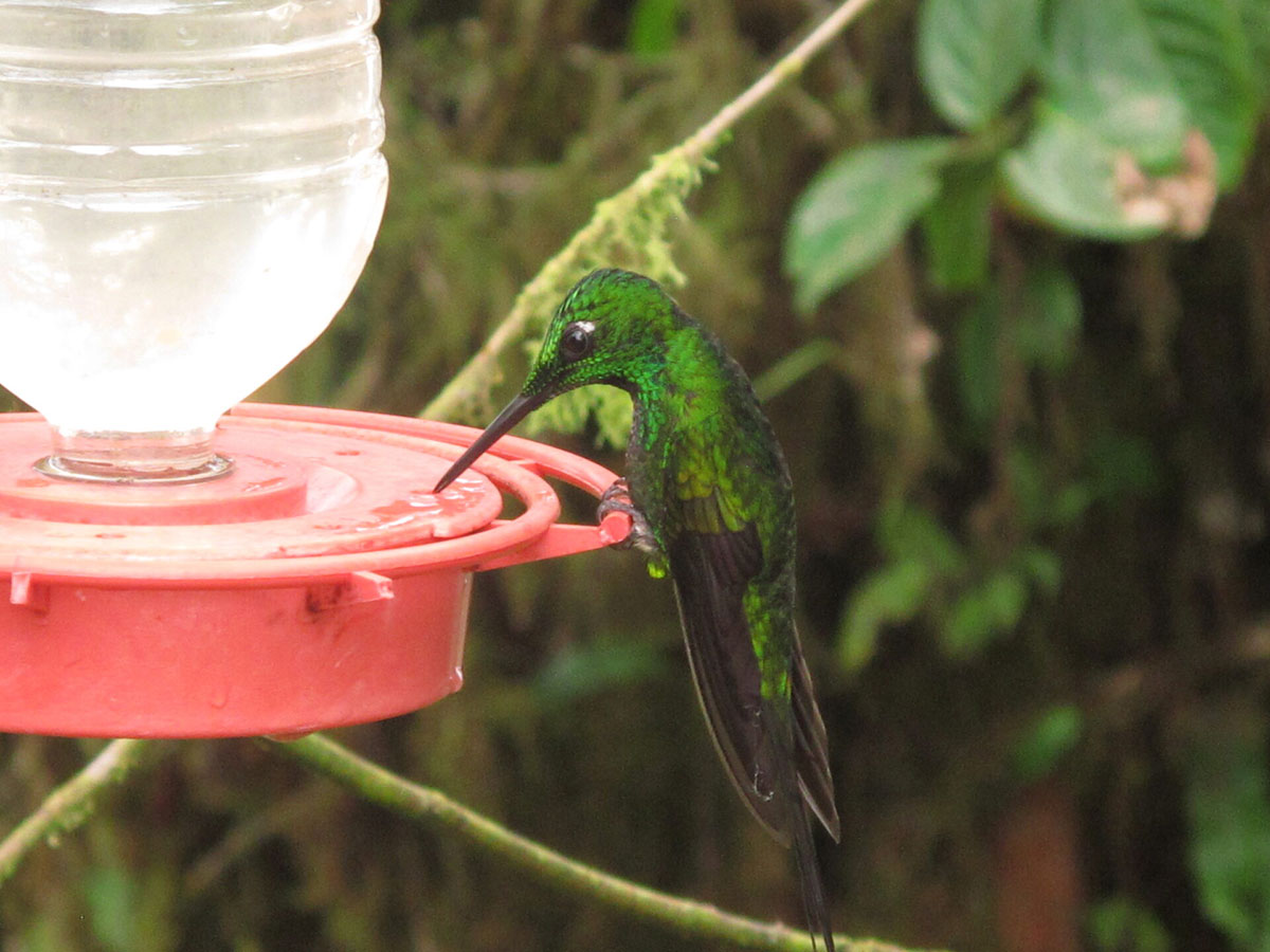 Humming Bird Closeup With Feeder Santa Lucia Ecuador